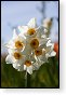 bloemen bloem hdr natuur flora roos rozen tulp tulpen orchidee orchideeen zonnebloem geranium cannabis marihuana wiet hennep sativa indica